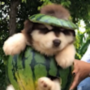 Meet your Posher, Speedy